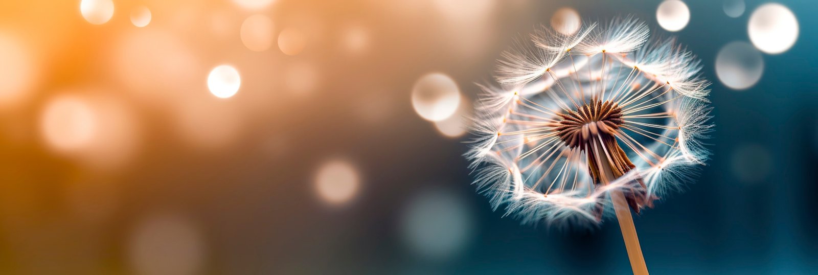 A dandelion seed head against a soft blurred light